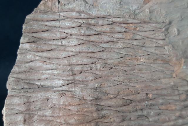 Sigillaria sp. BRONGNIART 1822 - Bild &copy; FossNet FossilienStore